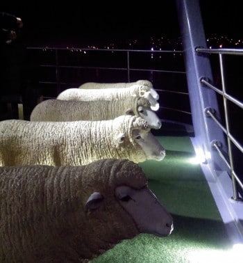 Mona ferry sheep seats. Photo by A-M Peard